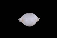 藏品(繡珠寶螺)的圖片